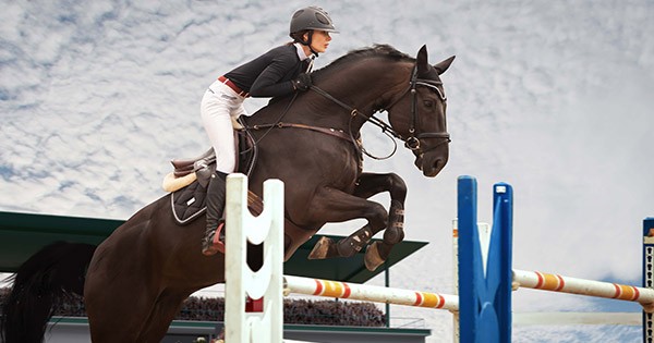 haras hipica