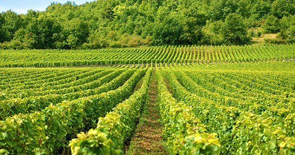 vinicola img